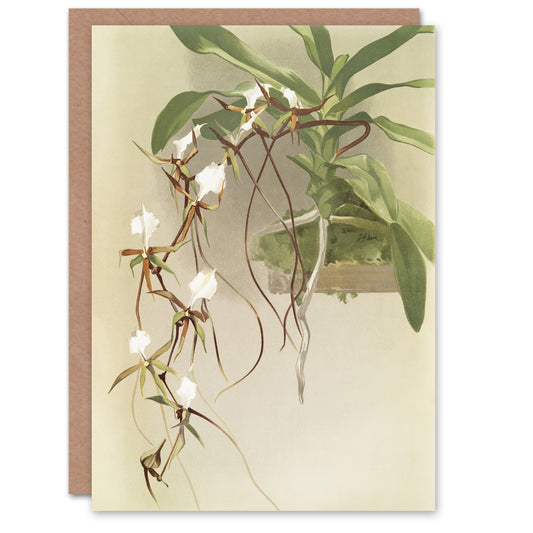 Frederick Sander Angraecum Caudatum Orchid Flowers Art Greeting Card