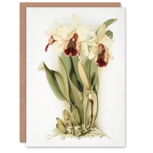 Frederick Sander Cattleya Aurea Orchid Flowers Art Greeting Card