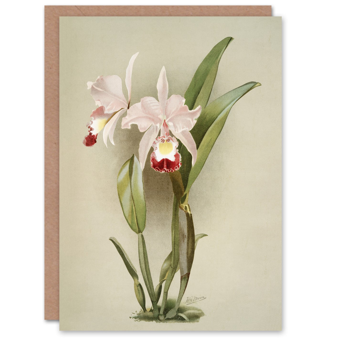 F Sander Cattleya Ballantiniana Orchid Flowers Art Greeting Card