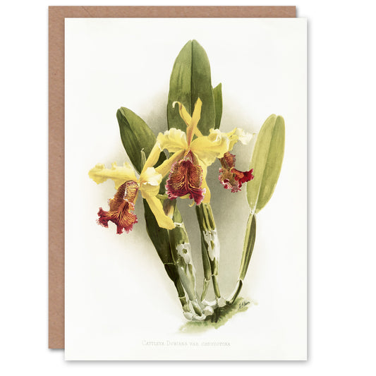 F Sander Cattleya Dowiana Var Chrysotoxum Orchid Art Greeting Card