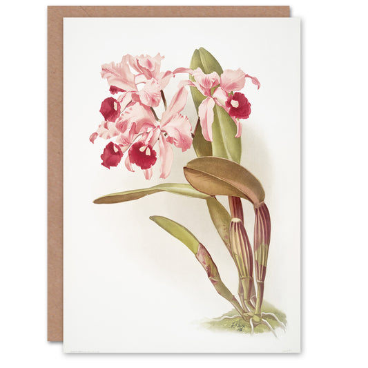Frederick Sander Cattleya Lawrenceana Orchid Flowers Art Greeting Card
