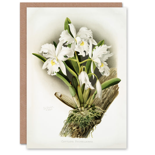 Frederick Sander Cattleya Rochellensis Orchid Flowers Art Greeting Card