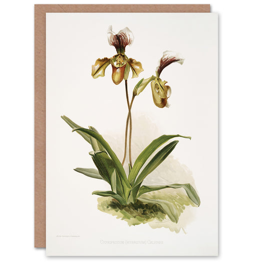 Frederick Sander Cypripedium Calypso Orchid Flowers Art Greeting Card