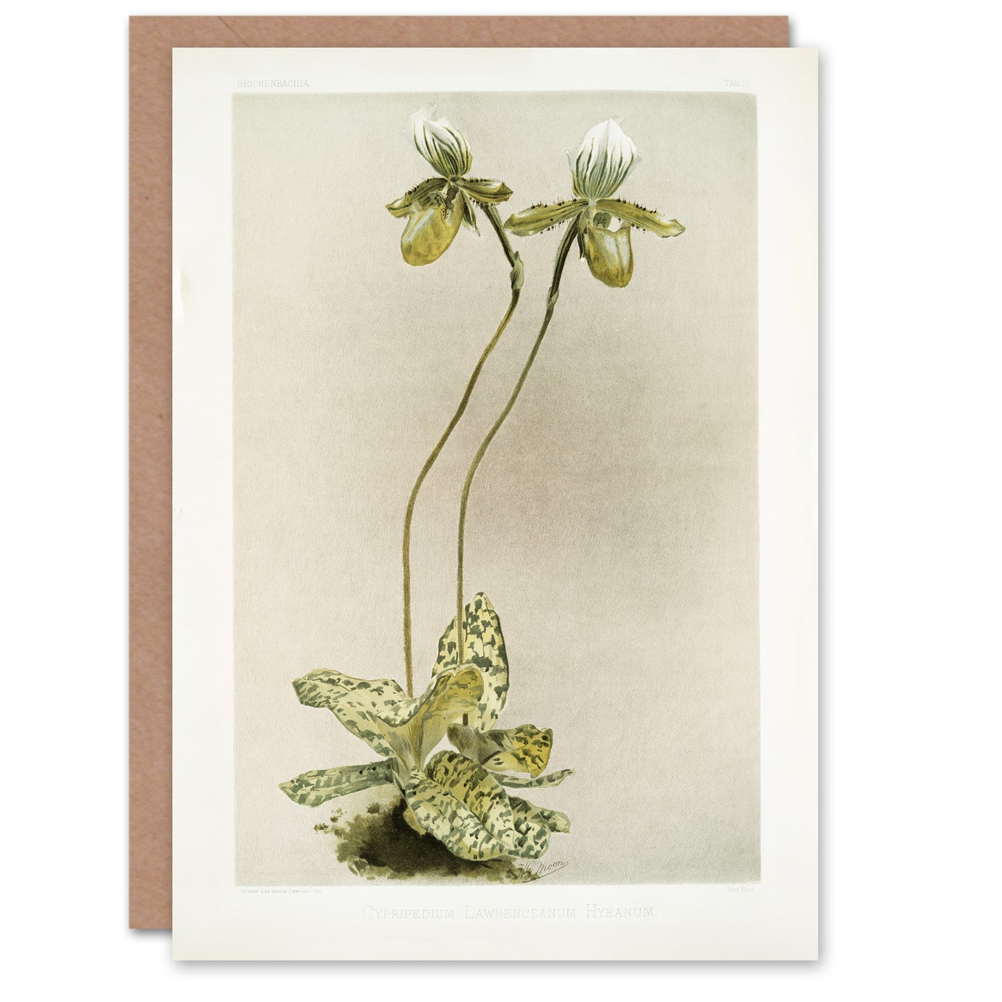 F Sander Cypripedium Lawrenceanum Hyeanum Orchid Art Greeting Card