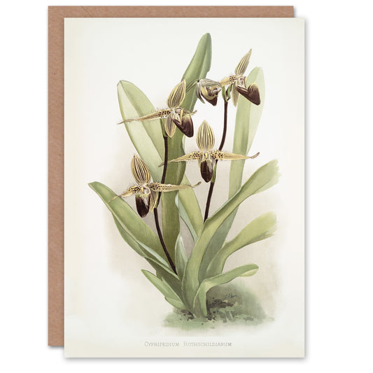 Frederick Sander Cypripedium Rothschildianum Orchid Art Greeting Card