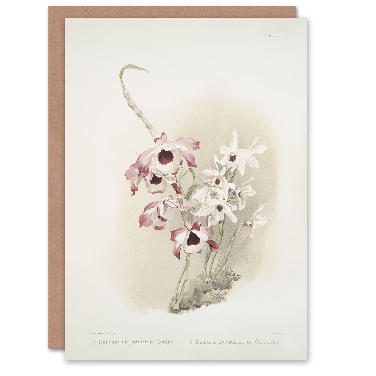 Frederick Sander Dendrobium Venus And Cassiope Orchid Art Greeting Card