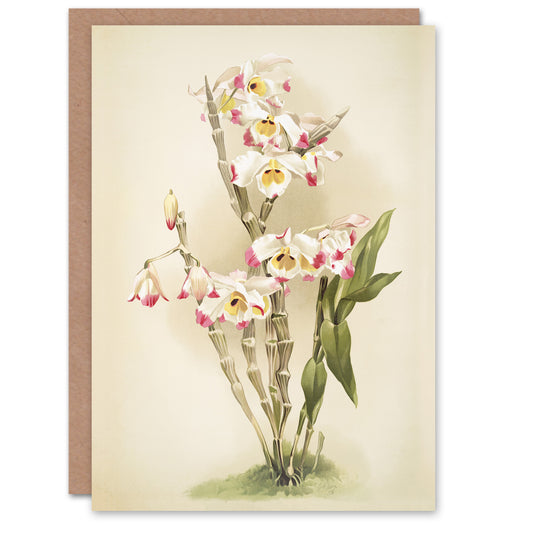 Frederick Sander Dendrobium Wardianum Orchid Flowers Art Greeting Card