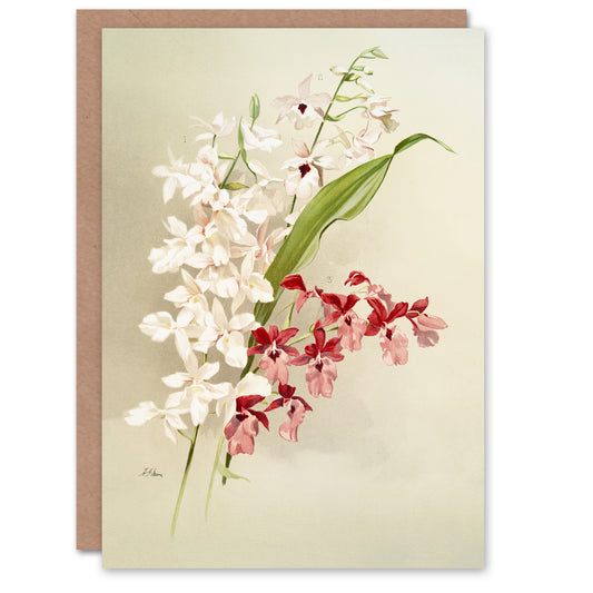 Frederick Sander White Pink Hybrid Orchid Flowers Art Greeting Card