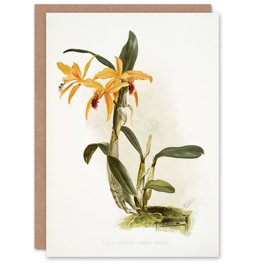 Frederick Sander Laelia And Cattleya Orchid Hybrid Art Greeting Card