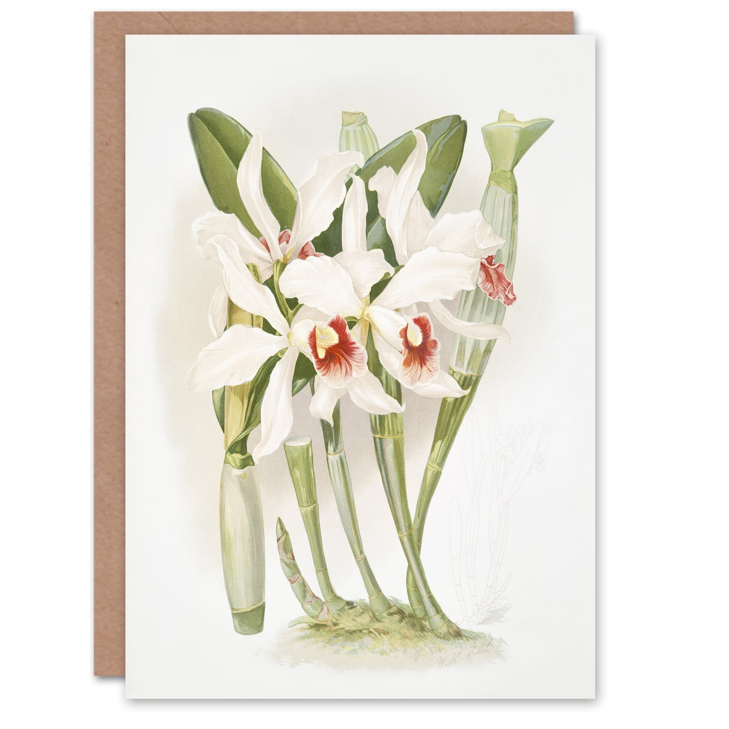 Frederick Sander Laelia Euspatha Orchid Flowers Art Greeting Card