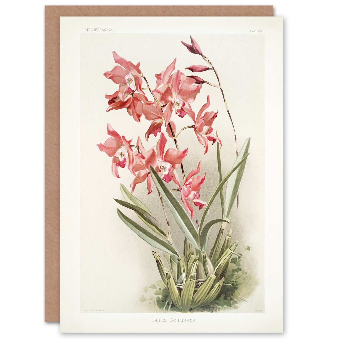 Frederick Sander Laelia Gouldiana Orchid Flowers Art Greeting Card