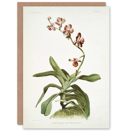 F Sander Marriotts Phalaenopsis Orchid Flowers Art Greeting Card
