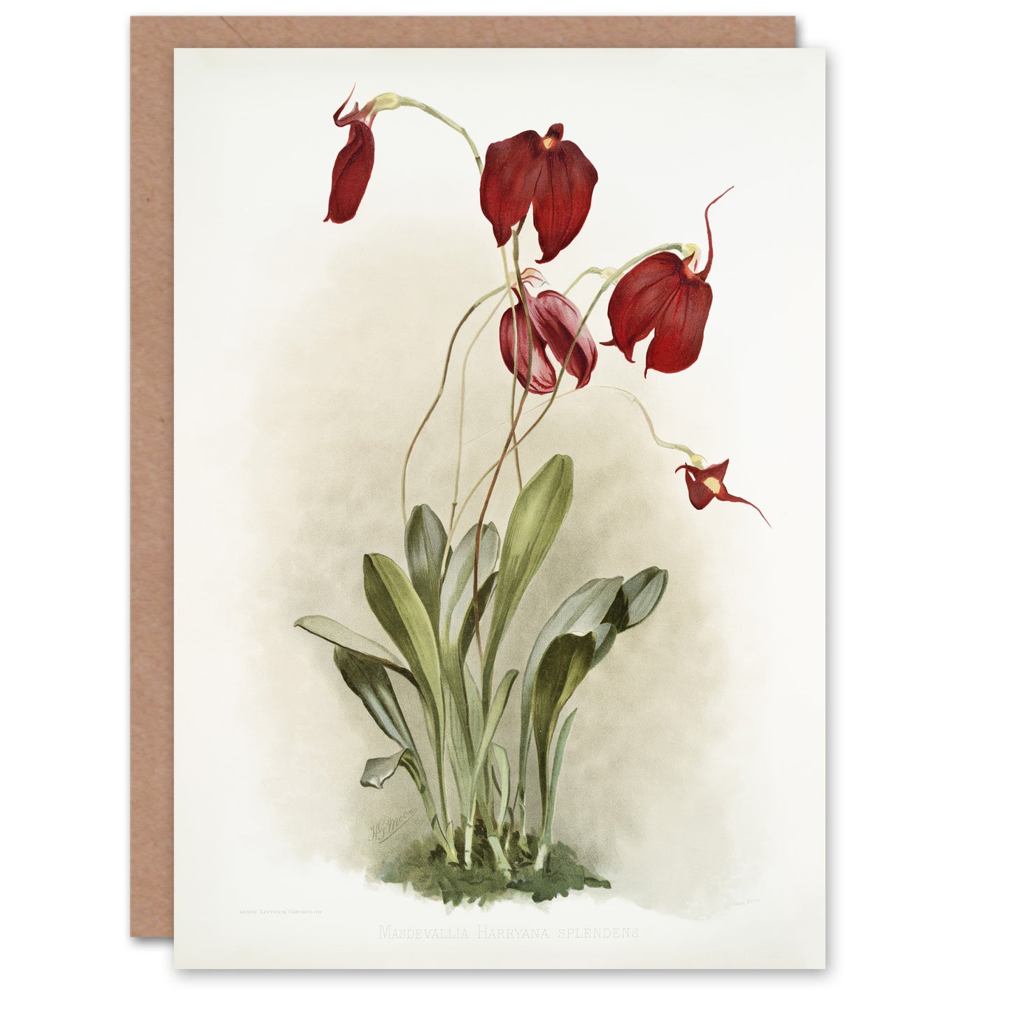 F Sander Masdevallia Harryana Splendens Orchid Art Greeting Card