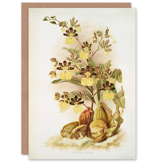 Frederick Sander Oncidium Tigrinum Orchid Flowers Art Greeting Card