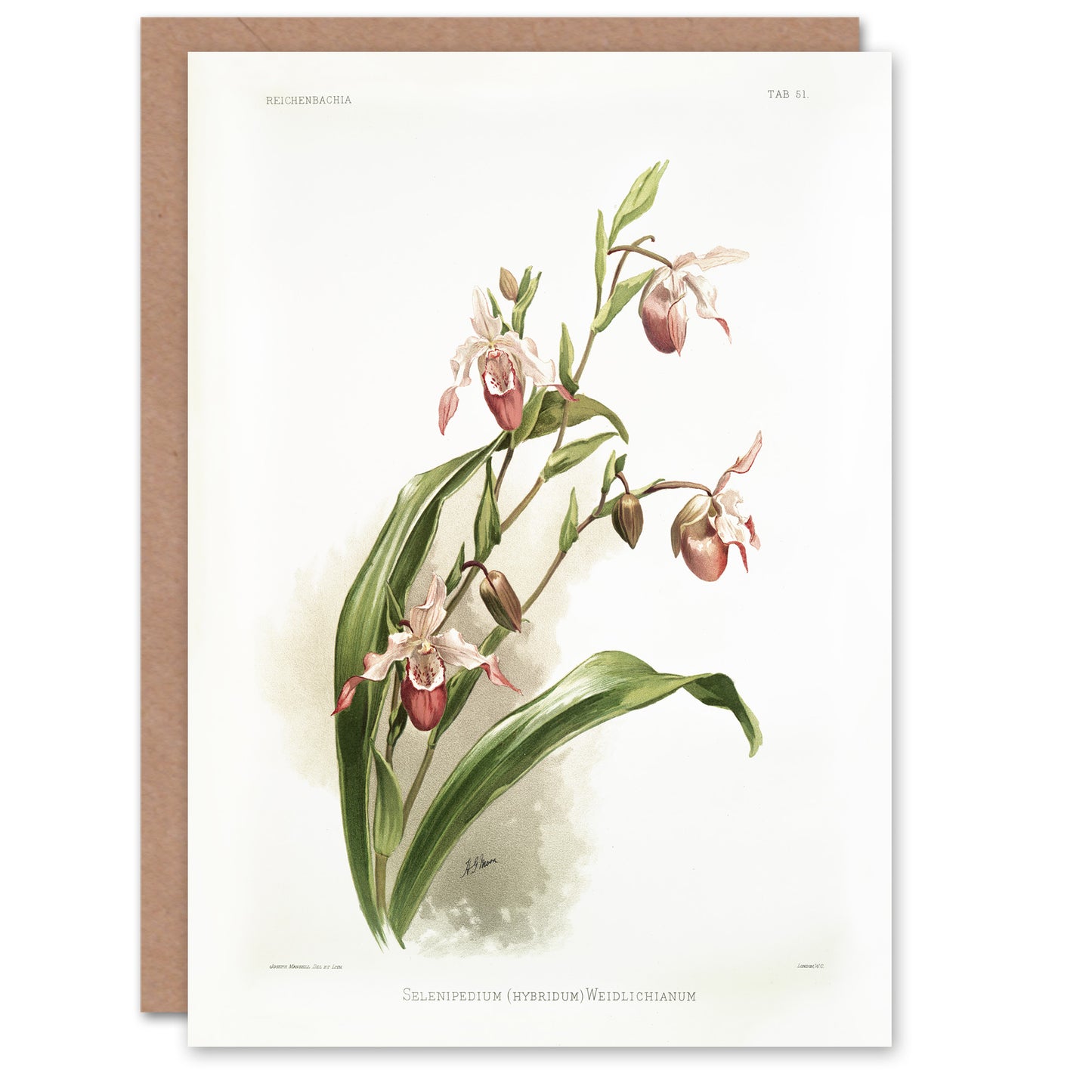 Frederick Sander Selenipedium Weidlichianum Orchid Art Greeting Card