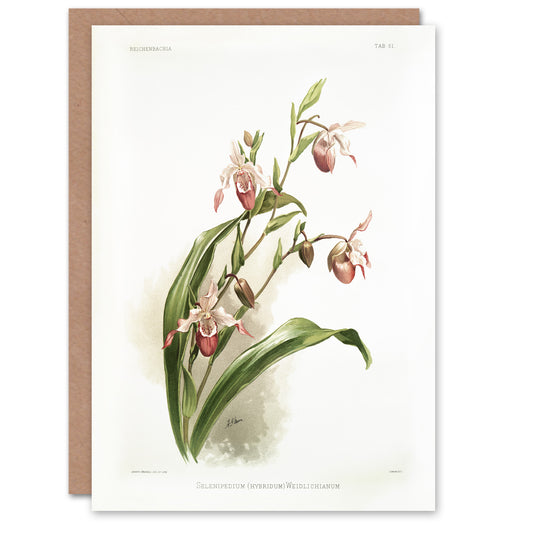 Frederick Sander Selenipedium Weidlichianum Orchid Art Greeting Card