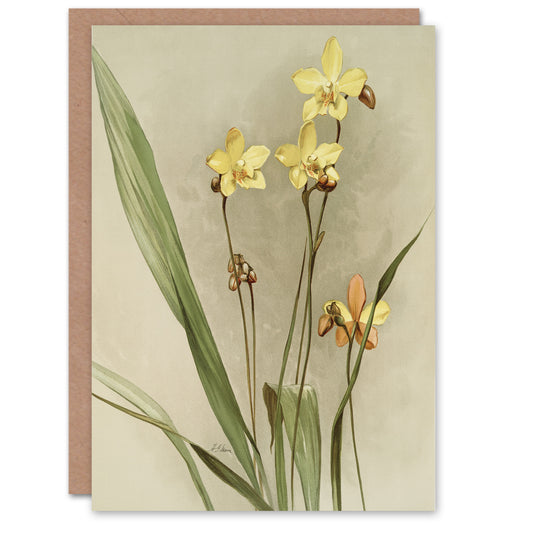 F Sander Spathoglottis Kimballiana Orchid Flowers Art Greeting Card