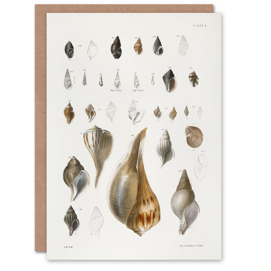 James De Kay Different Types of Sea Shells Art Greeting Card
