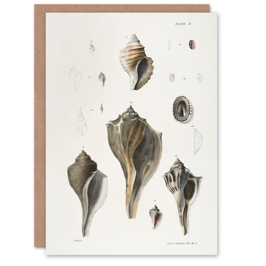 James De Kay Types of Seashells Pencil Drawing Art Greeting Card