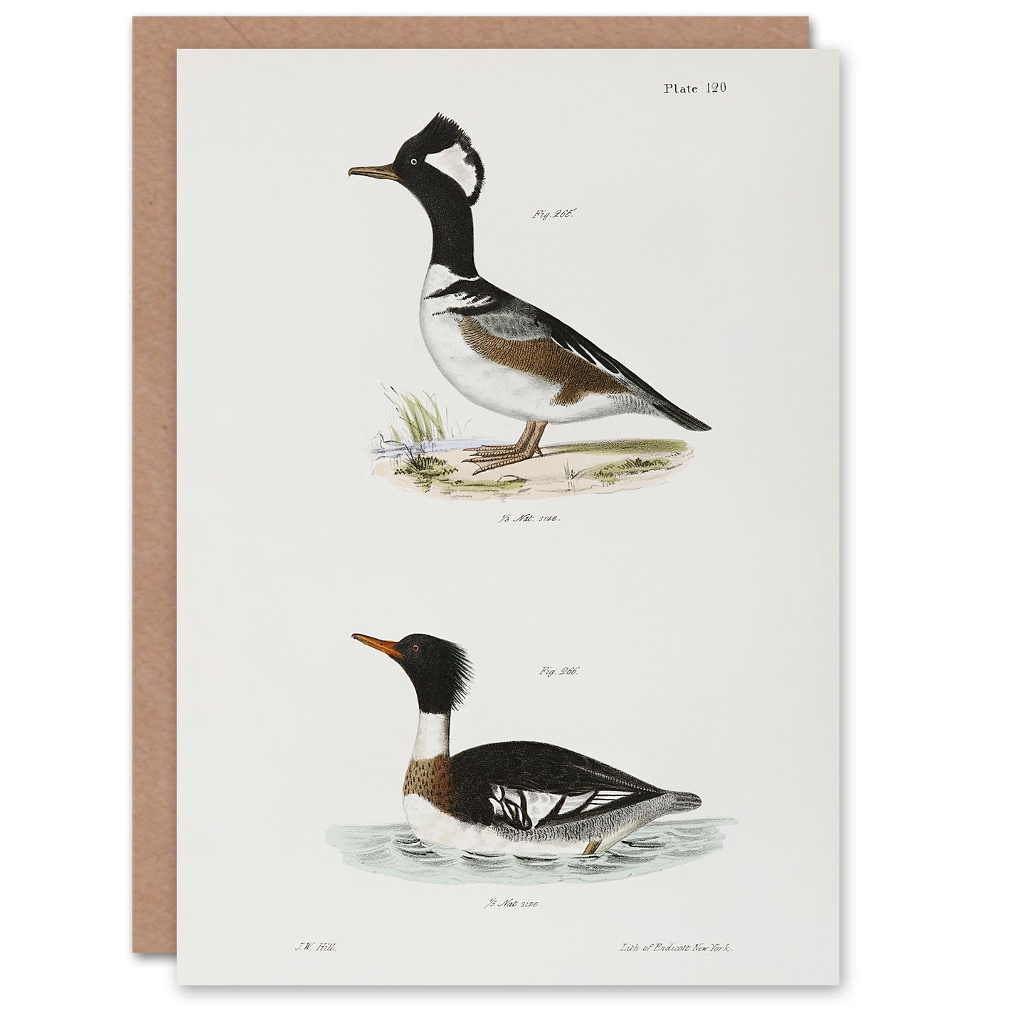 James De Kay Hooded and Red Breasted Sheldrake Art Greeting Card