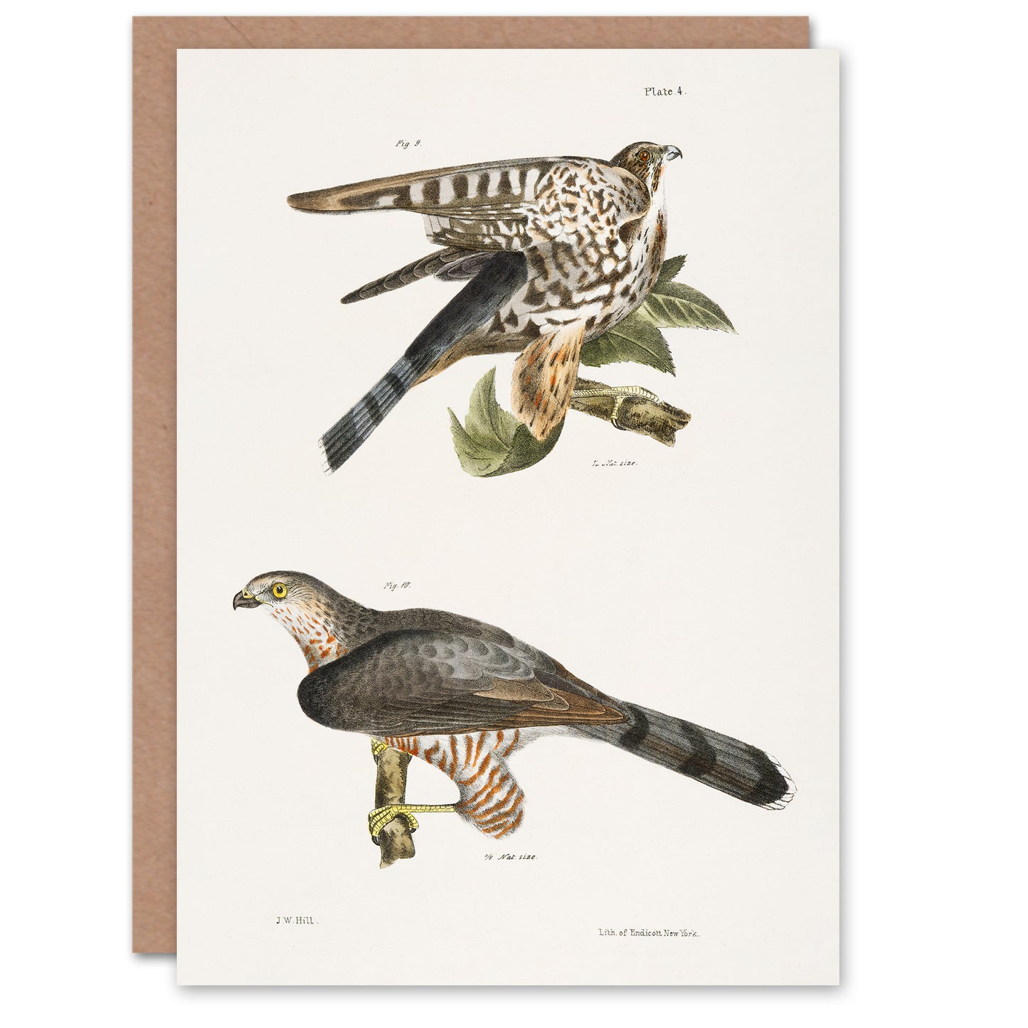 James De Kay Pigeon Hawk and Coopers Hawk Art Greeting Card