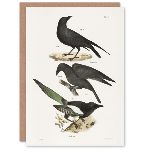 James Ellsworth De Kay Raven Crow and Magpie Art Greeting Card