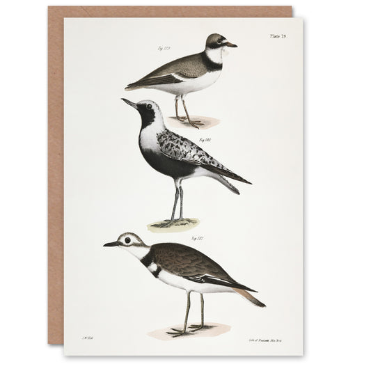 James De Kay Ring Plover Snipe and Kildeer Art Greeting Card