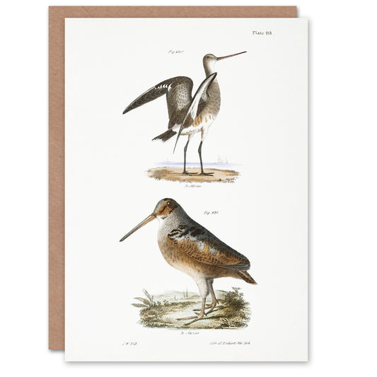 James De Kay Ring Tailed Marlin and American Woodcock Art Greeting Card