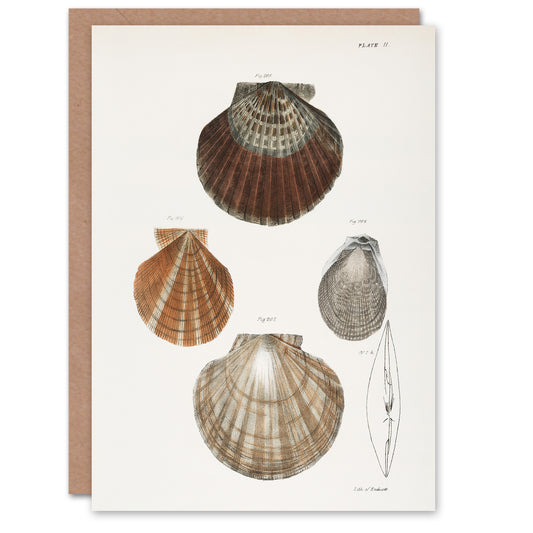 James Ellsworth De Kay Scallop Seashells Study Art Greeting Card