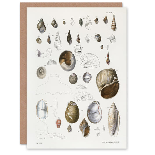 James De Kay Seashell Variety Illustration Art Greeting Card