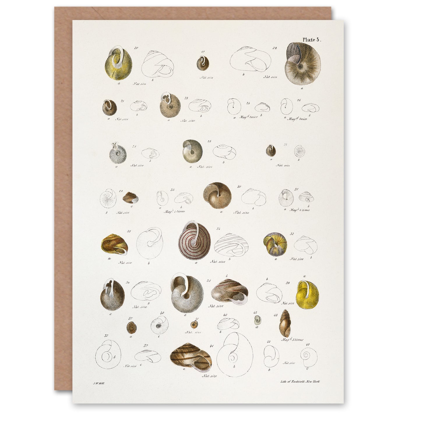 James De Kay Seashells Study Illustration Art Greeting Card