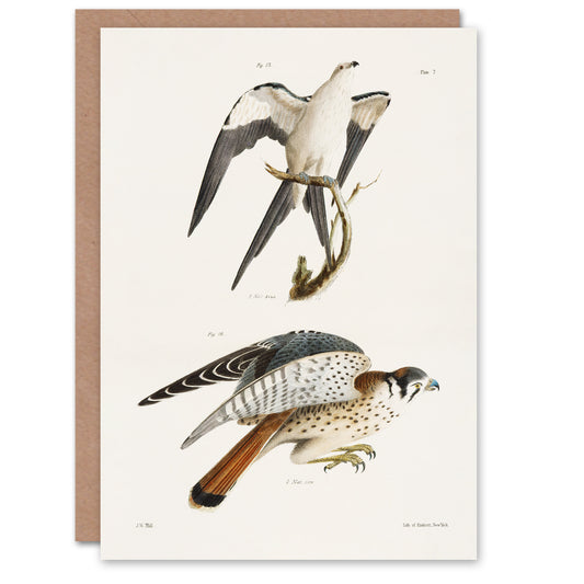 James De Kay Swallow Tailed and Sparrow Hawk Art Greeting Card
