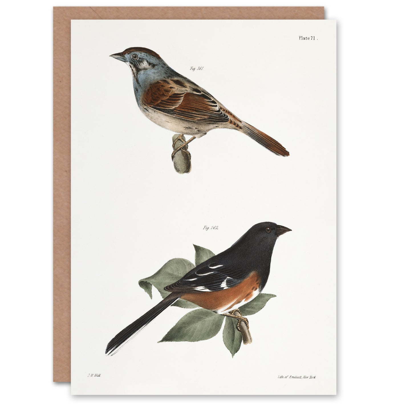 James Ellsworth De Kay Swamp Finch and Chewink Art Greeting Card