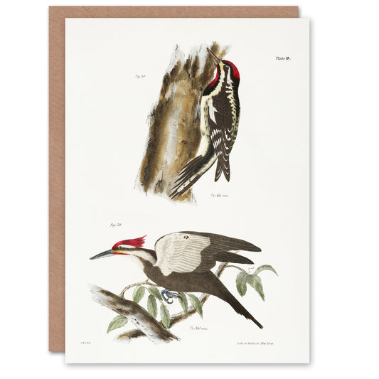 James De Kay Yellow Bellied and Crested Woodpecker Art Greeting Card