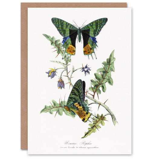 Paul Gervais Madagascan Sunset Moth and Flowers Art Greeting Card