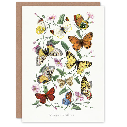 Paul Gervais Moths Butterflies and Morning Glory Art Greeting Card
