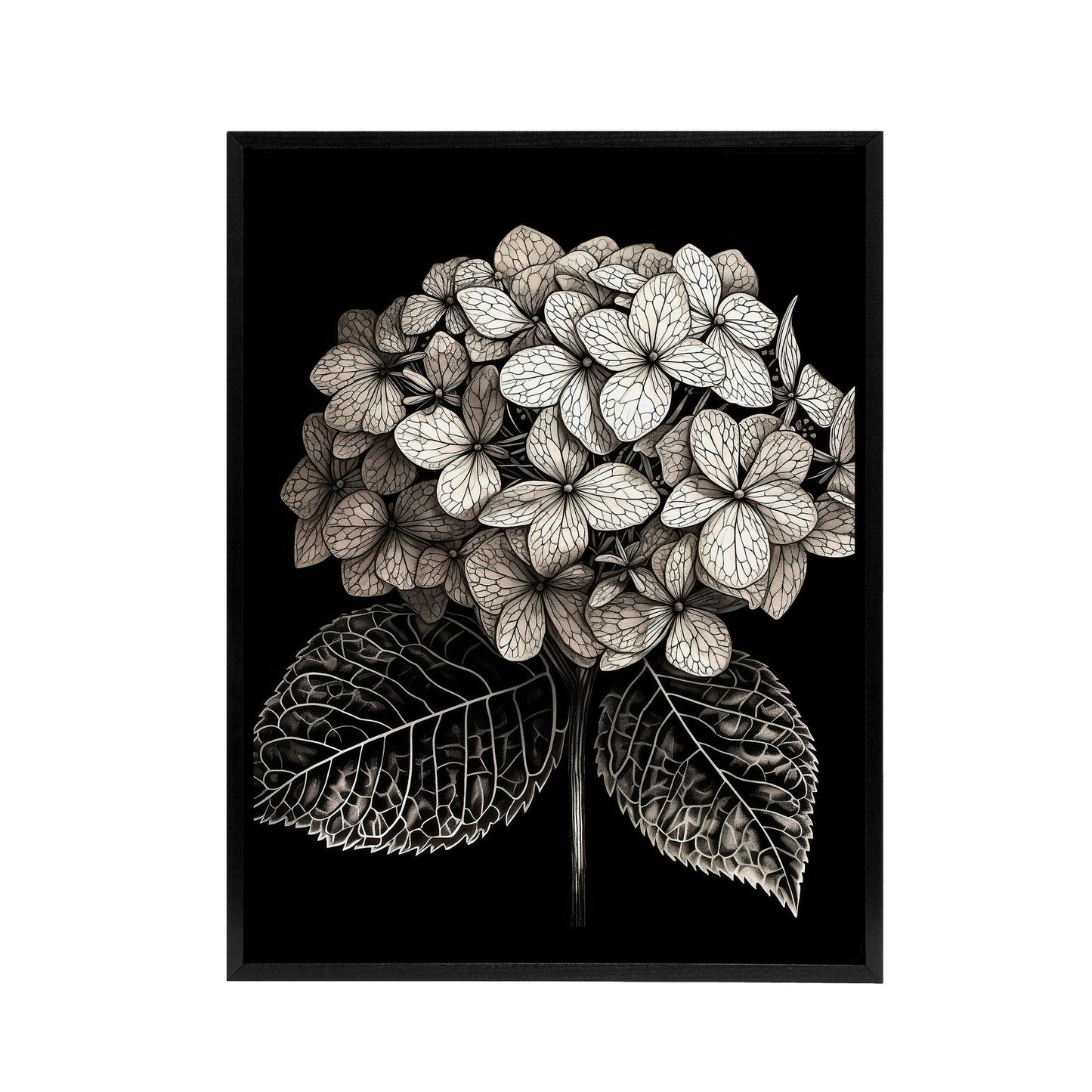 Hydrangea Flower Bloom Black White Black Framed Canvas Wall Art Print