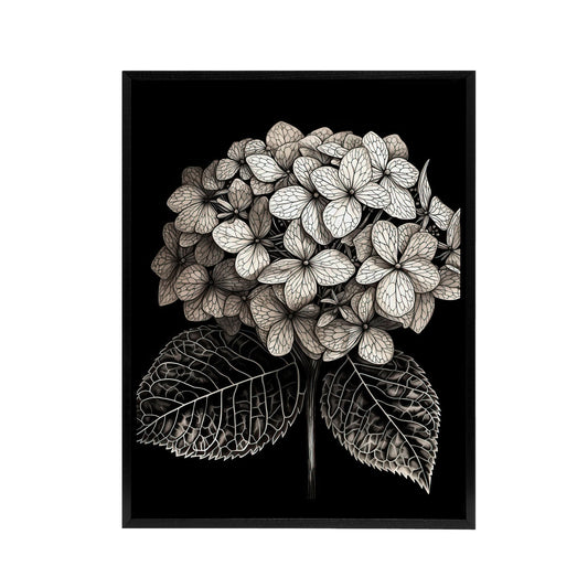 Hydrangea Flower Bloom Black White Black Framed Canvas Wall Art Print