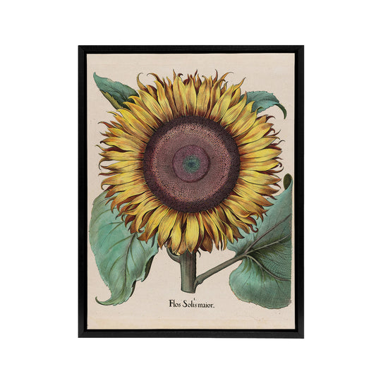 Sunflower Flos Solis Maior Flower Black Framed Canvas Wall Art Print