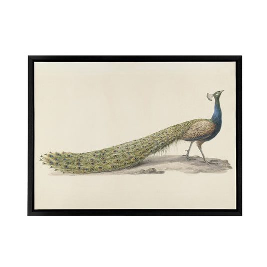 Pieter Pietersz Barbiers Blue Peacock Black Framed Canvas Wall Art Print