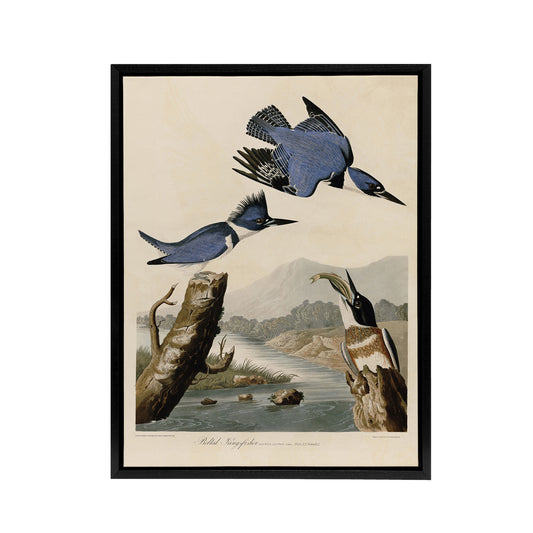 Audubon Birds Of America Belted Kingfisher Black Framed Canvas Art Print
