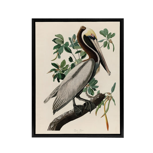 Audubon Birds Of America Pelican Black Framed Canvas Wall Art Print
