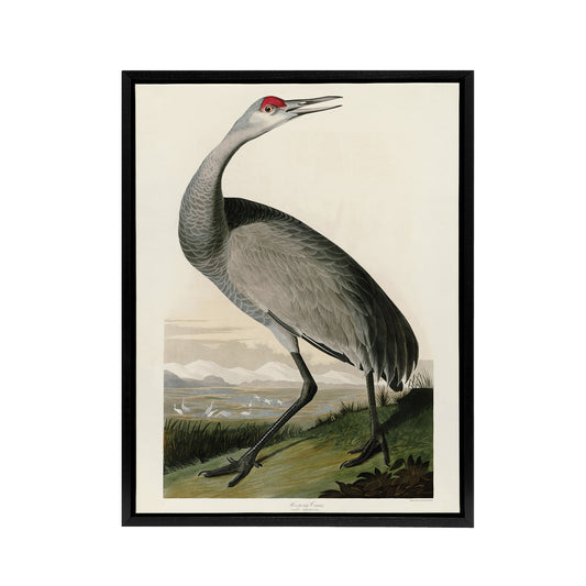 Audubon Birds Of Crane Nature Painting Black Framed Canvas Wall Art Print