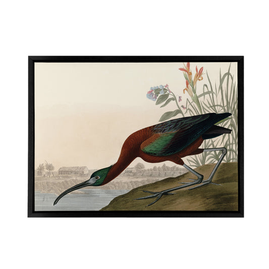 Audubon Birds Glossy Ibis Painting Black Framed Canvas Wall Art Print