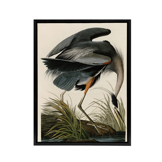 Audubon Birds Great Heron Painting Black Framed Canvas Wall Art Print