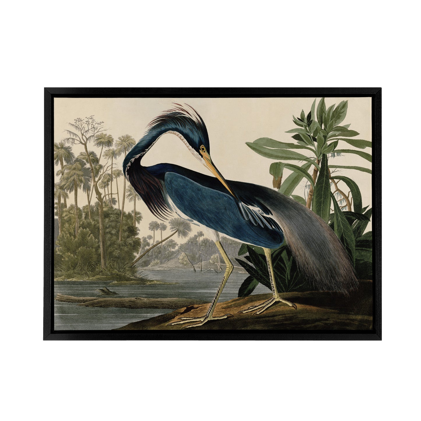 Audubon Birds Louisiana Heron Black Framed Canvas Wall Art Print