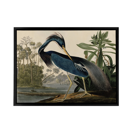 Audubon Birds Louisiana Heron Black Framed Canvas Wall Art Print