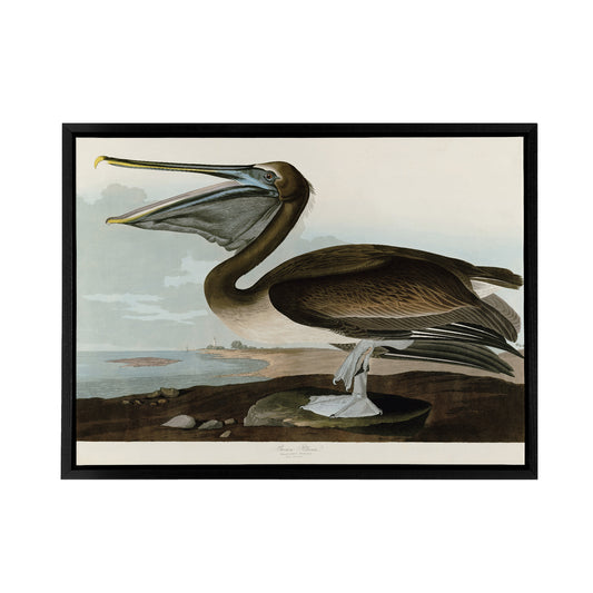 Audubon Birds Brown Pelican Painting Black Framed Canvas Wall Art Print