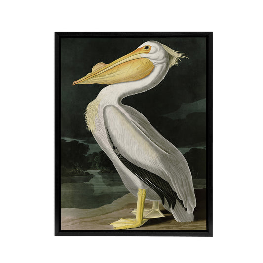 Audubon Birds White Pelican Painting Black Framed Canvas Wall Art Print