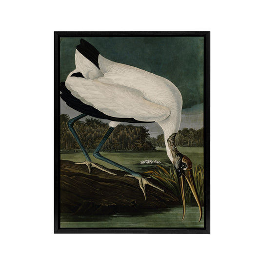 Audubon Birds Wood Ibis Painting Black Framed Canvas Wall Art Print
